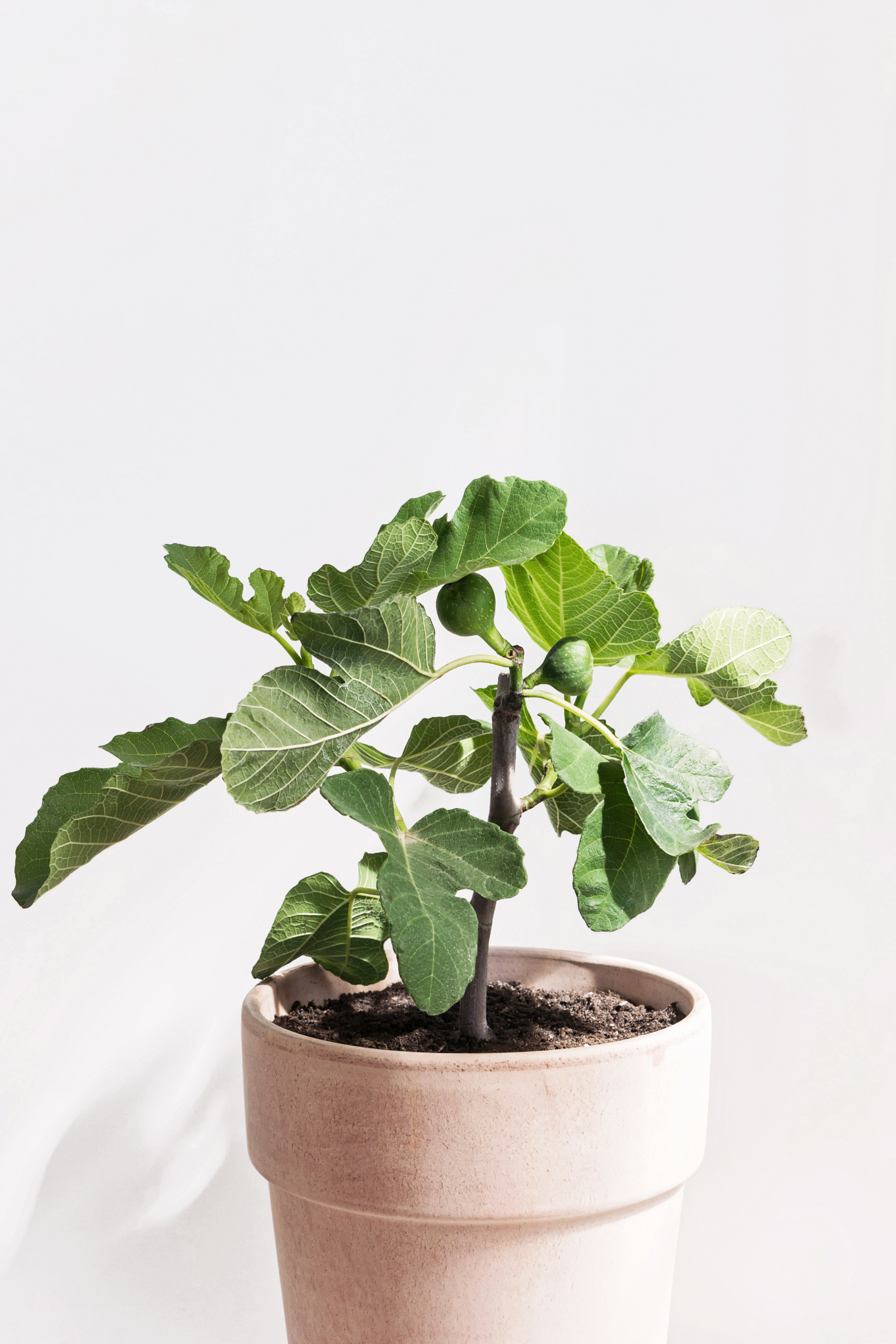 The best way to overwintering your Fig tree