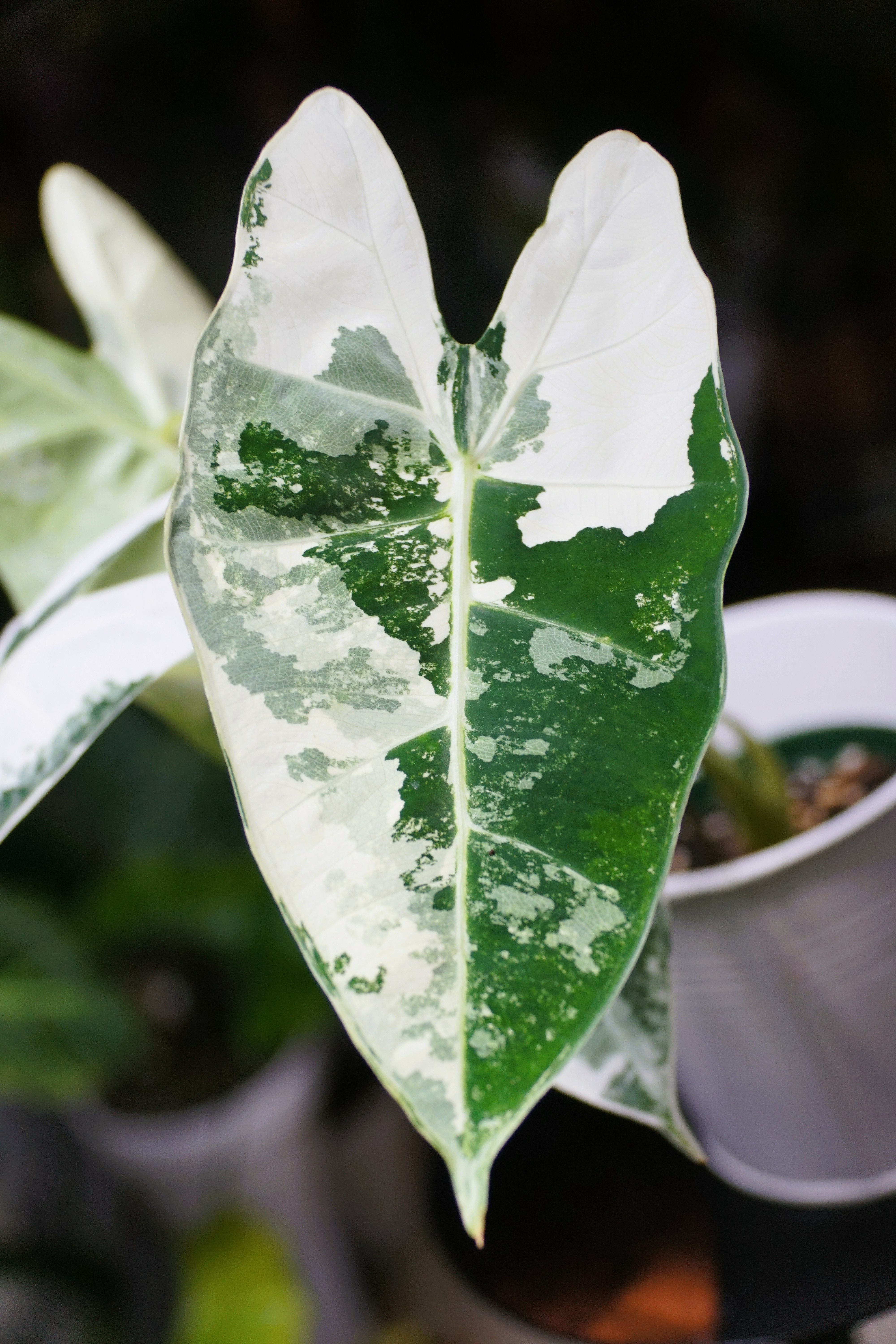 Alocasia micholitziana 'Frydek'