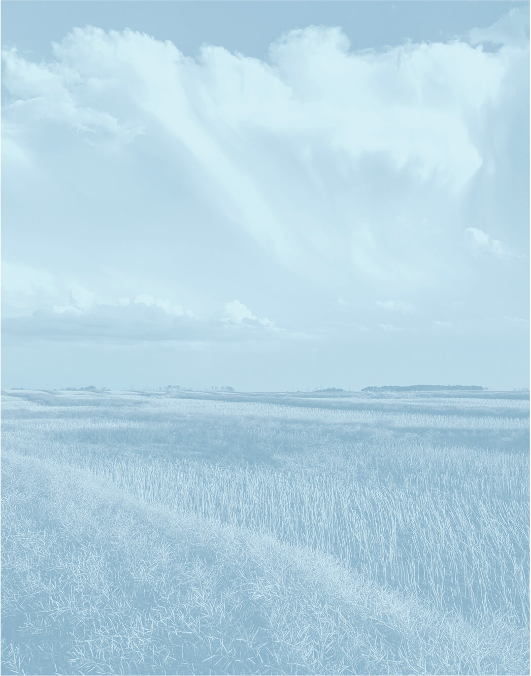 Calming Crop Field Landscape with Blue Overlay