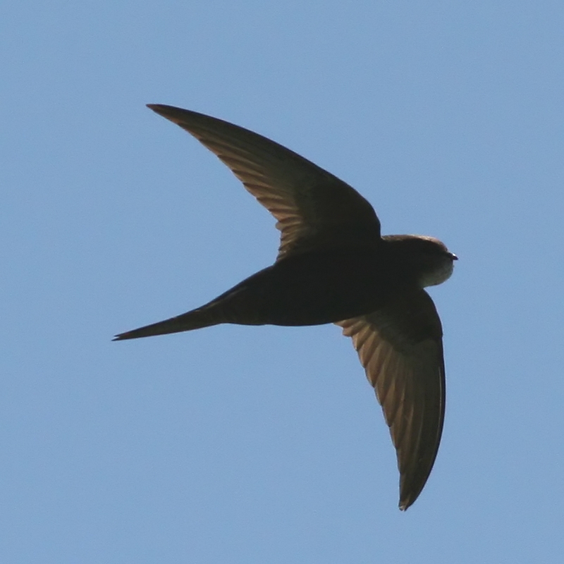 Swift (Apus apus) (4)