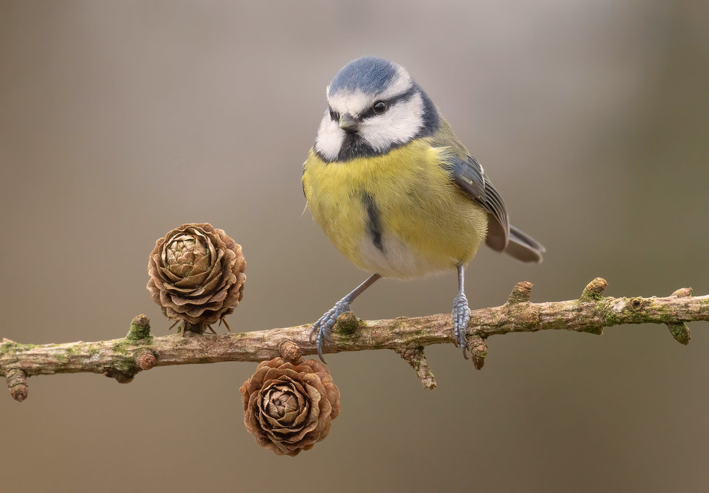 52708194512 214cf48780 b