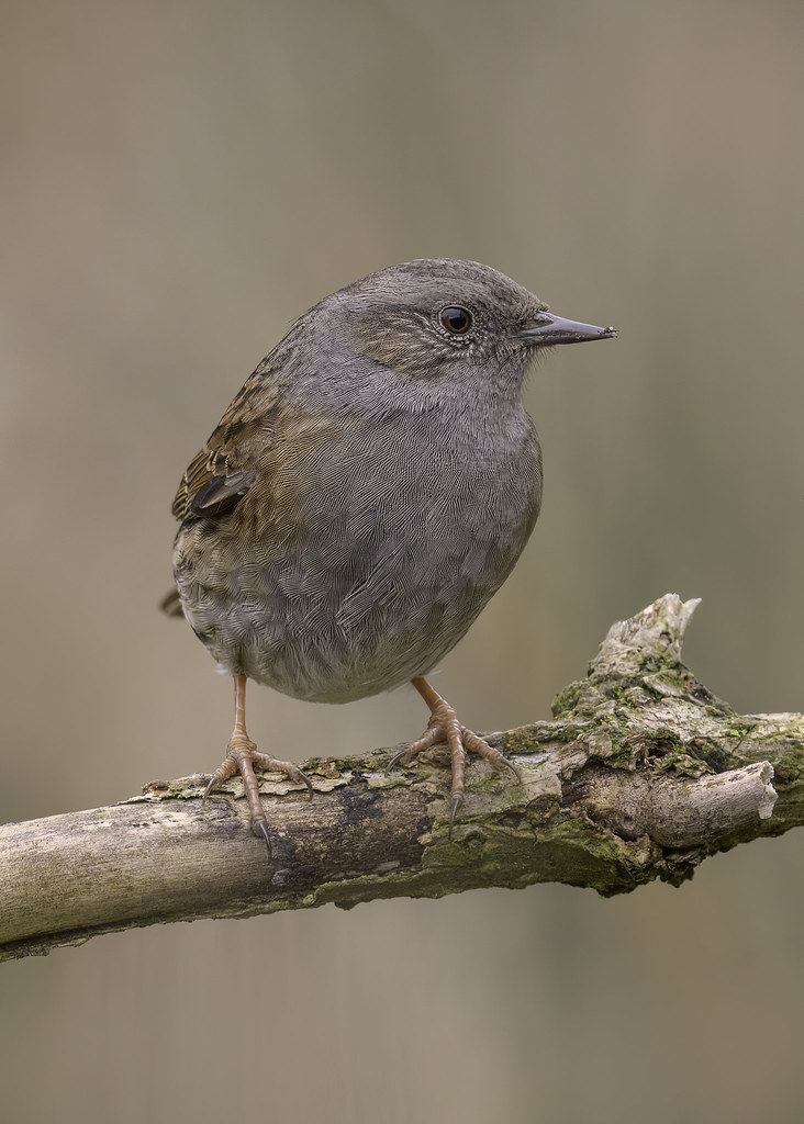 54300839453 f314a69c9f b