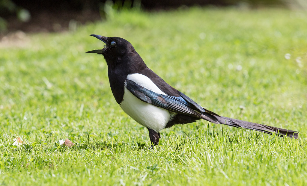 18417473760 2de2787532 b