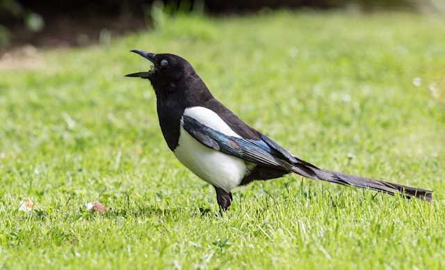 18417473760 2de2787532 b