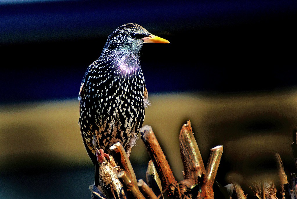 15004973662 7b97f9139e b