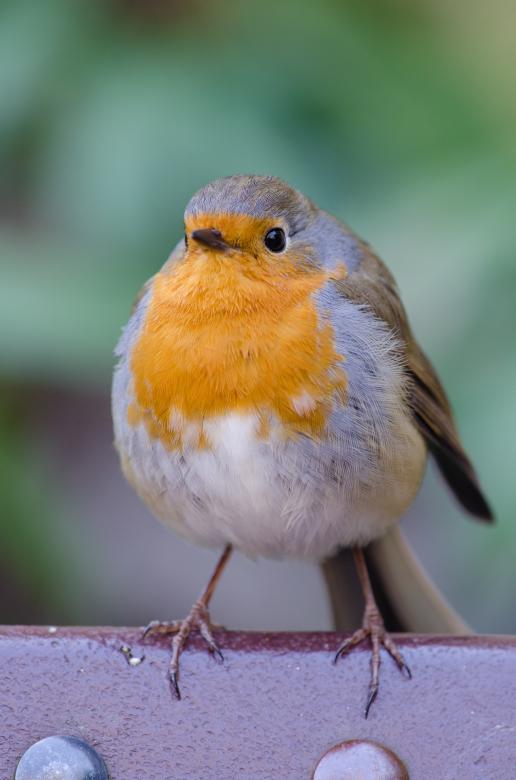 Erithacus rubecula with cocked head