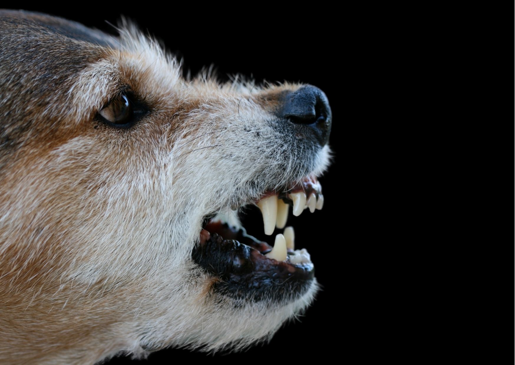 Apua resurssiaggressiivisuuteen