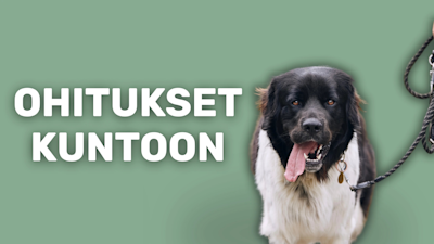 10 vinkkiä koiran ohitusongelmiin