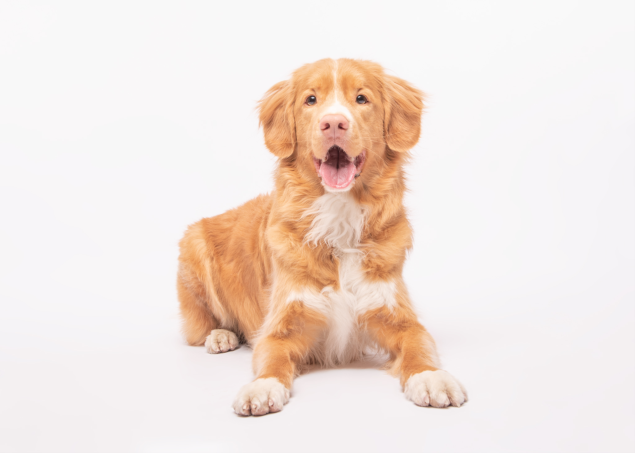 Koiran viisi perustaitoa