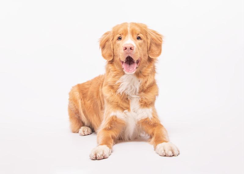 Koiran viisi perustaitoa