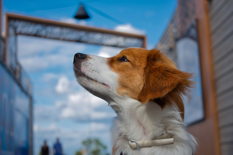 Dogio Asiaa koiran aggressiivisesta ongelmakäyttäytymisestä - Dogio.fi