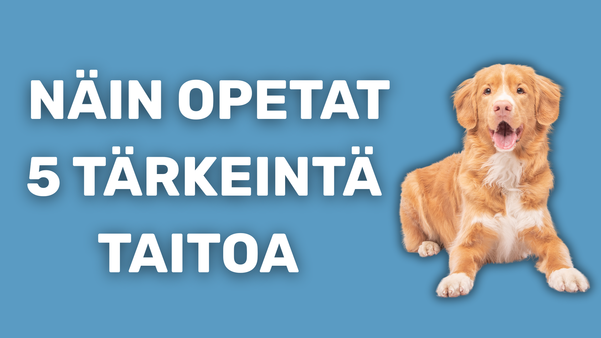Koiran 5 perustaitoa -opetusvideo