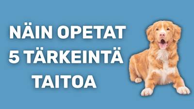 Koiran 5 perustaitoa -opetusvideo