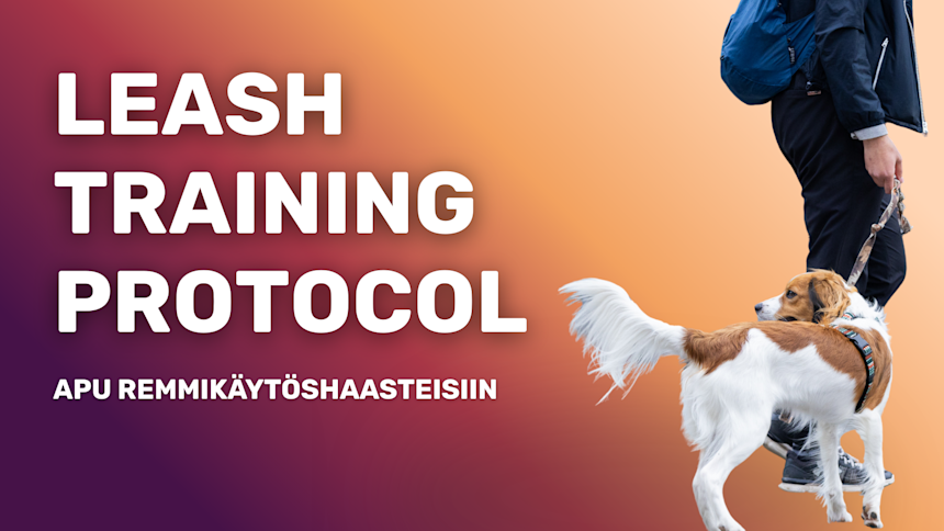 Leash Training Protocol –kokonaisvaltainen ratkaisu remmirähinään