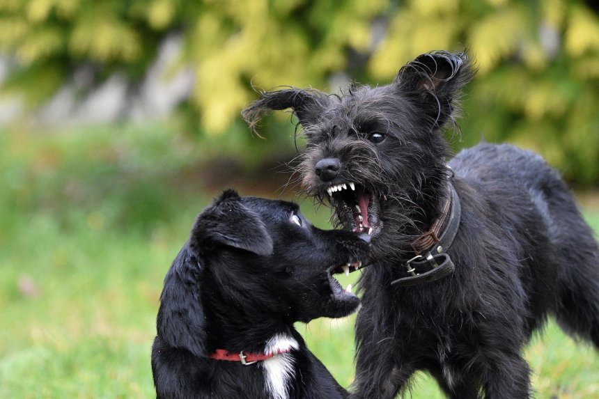 Miten toimia, jos toinen koira hyökkää tai kohtaat irtokoiran