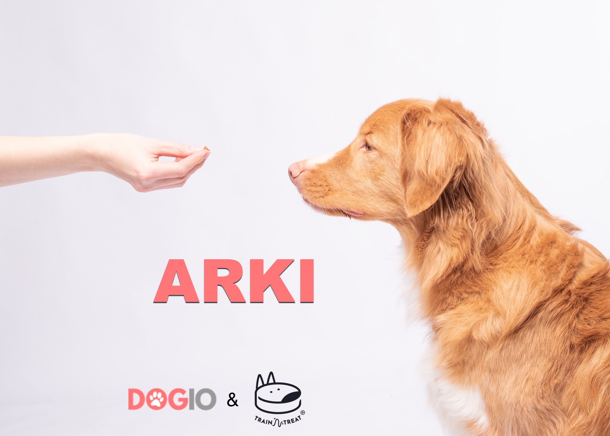 Opeta koiralle arjen tärkeimmät taidot