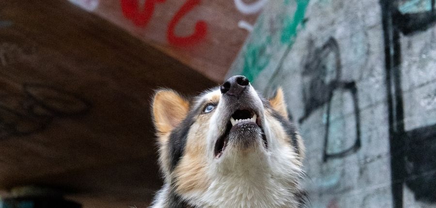 Koiran resurssiaggressio ihmistä kohtaan – miten toimia, kun koira vartioi ruokaa tai lelua?