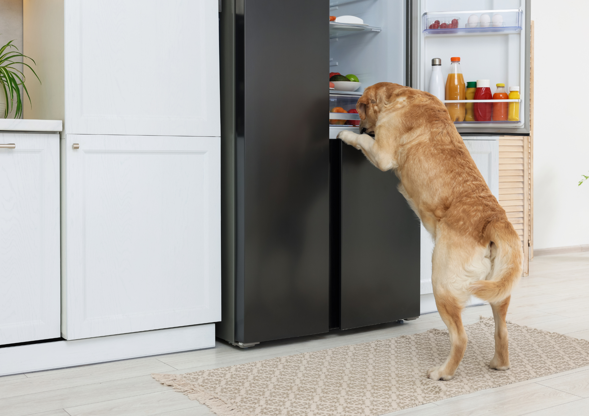 Älä anna koirallesi näitä herkkuja joulupöydästä