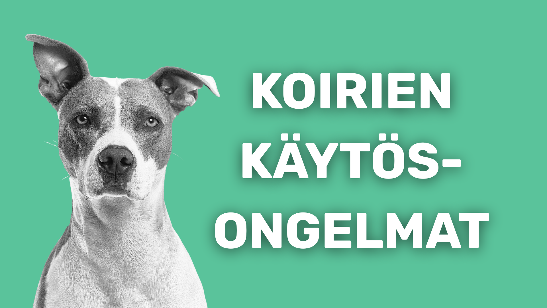Koirien käyttäytymisongelmat
