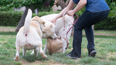 Yleisimmät haasteet usean koiran laumassa – ja miten niitä ratkotaan
