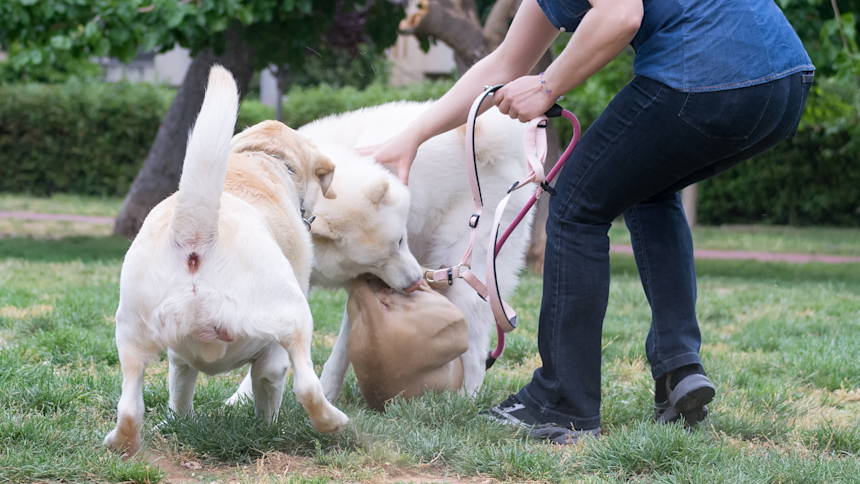 Yleisimmät haasteet usean koiran laumassa – ja miten niitä ratkotaan