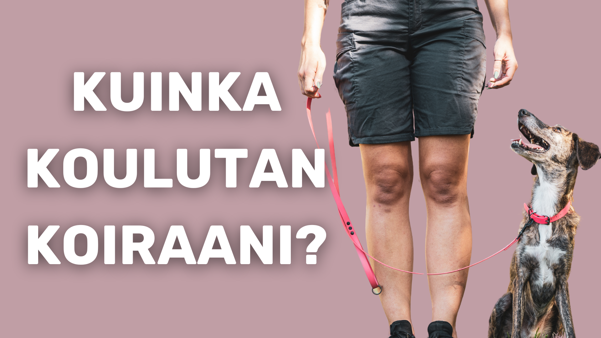 Kuinka koulutan koiraani