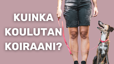 Kuinka koulutan koiraani