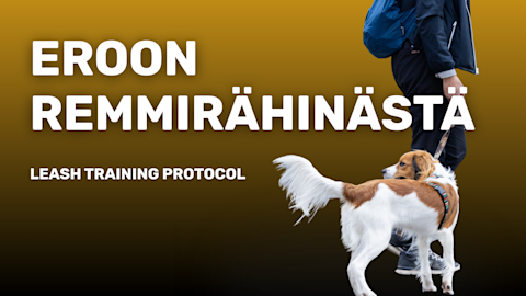 Dogio Eroon remmirähinästä - apua koiran ohitusongelmiin - Dogio.fi