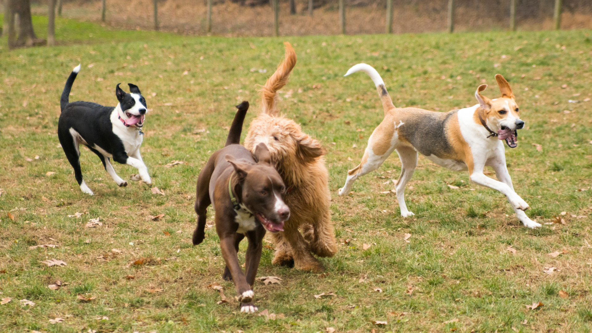 Laumadynamiikka – kolme yleisintä kysymystä laumakäyttäytymisestä