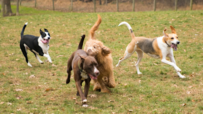 Laumadynamiikka – kolme yleisintä kysymystä laumakäyttäytymisestä