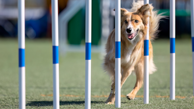 Koiraharrastukset kotikoiralle