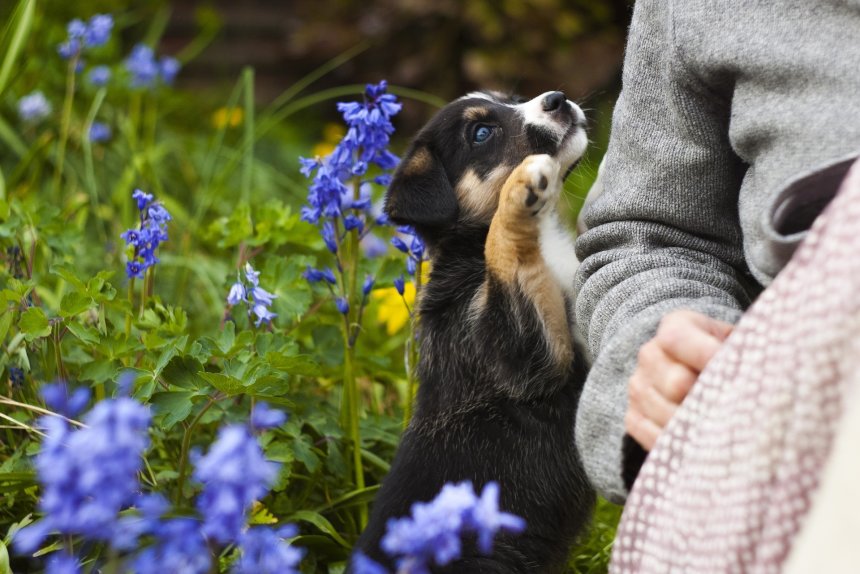 DogMythbusters #5: Koiraa ei pidä kouluttaa ennen vuoden ikää