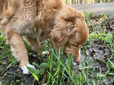 Miksi koira syö ruohoa?
