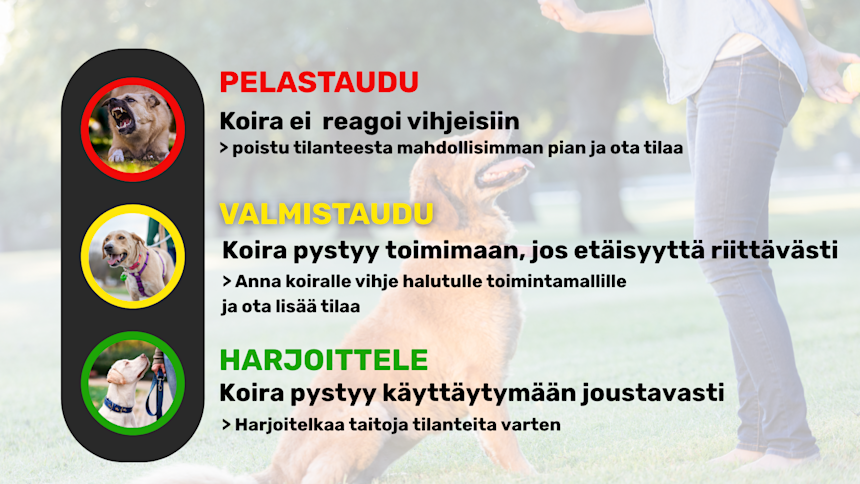 Miksi koiran koulutus yleensä epäonnistuu
