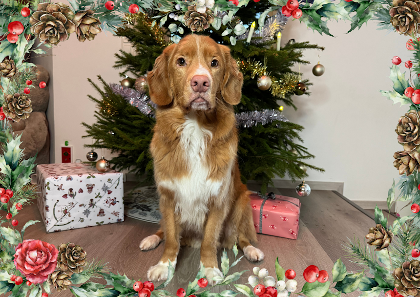 Rauhallinen joulu koiran kanssa – 5 vinkkiä onnistuneeseen joulun viettoon
