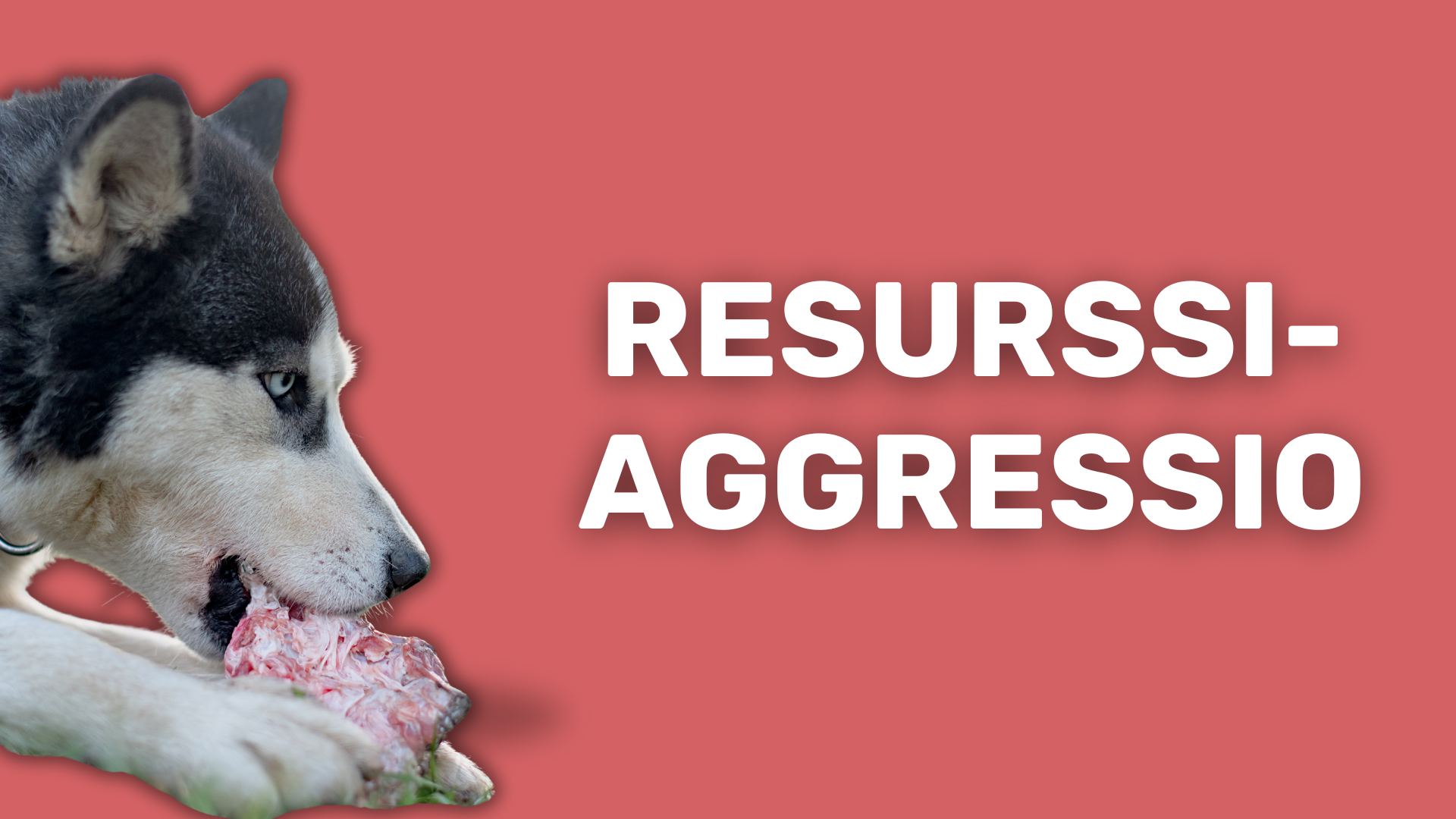 Resurssiaggressiivisuus