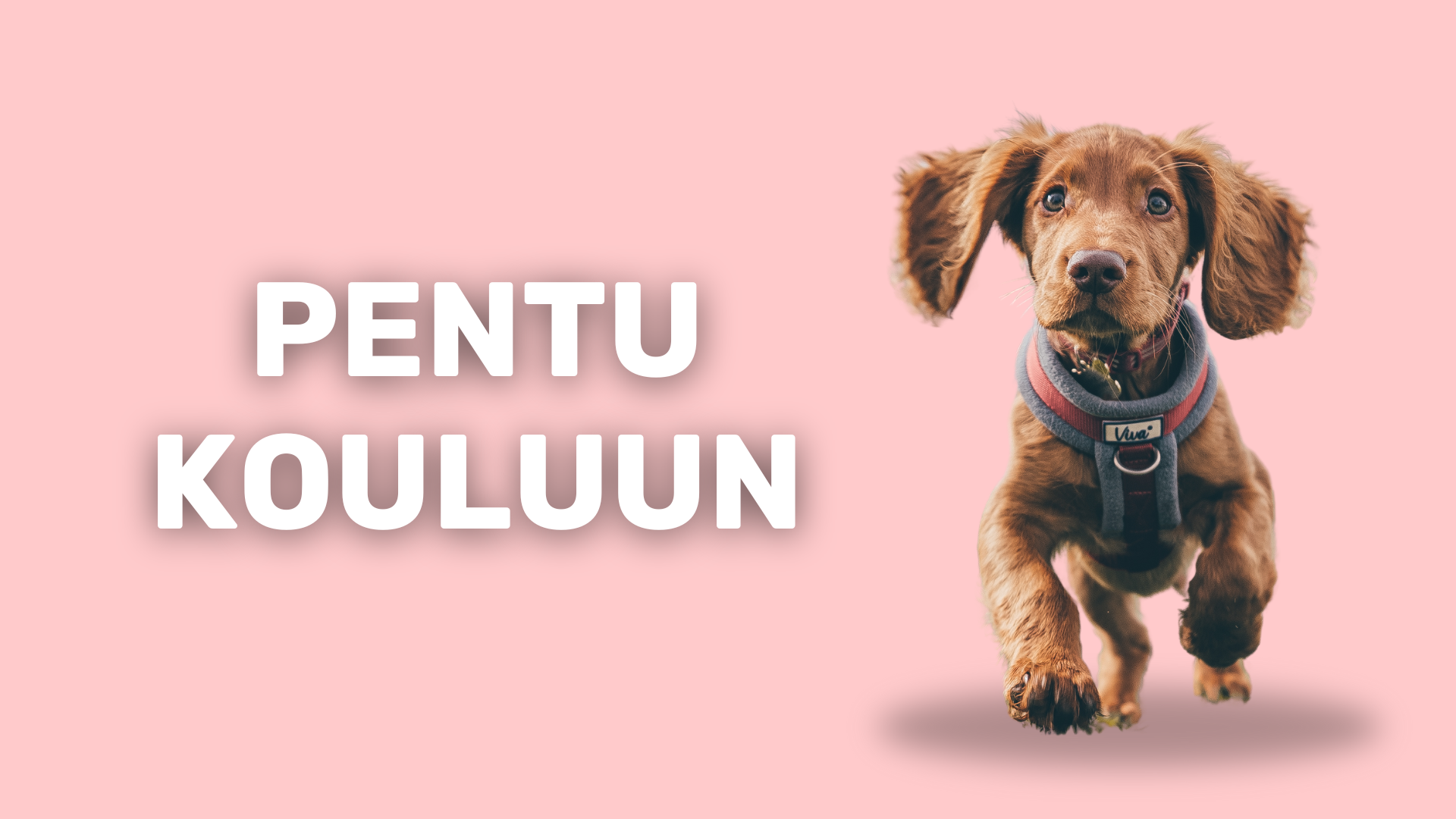 Pentukurssi verkossa 