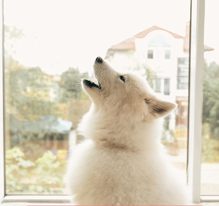 Tiesitkö nämä asiat koiran eroahdistuksesta? Ammattikouluttajan ohjeet mitä eroahdistuksen hoito vaatii