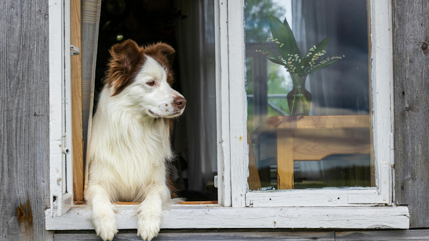 5 vinkkiä onnistuneeseen mökkeilyyn koiran kanssa