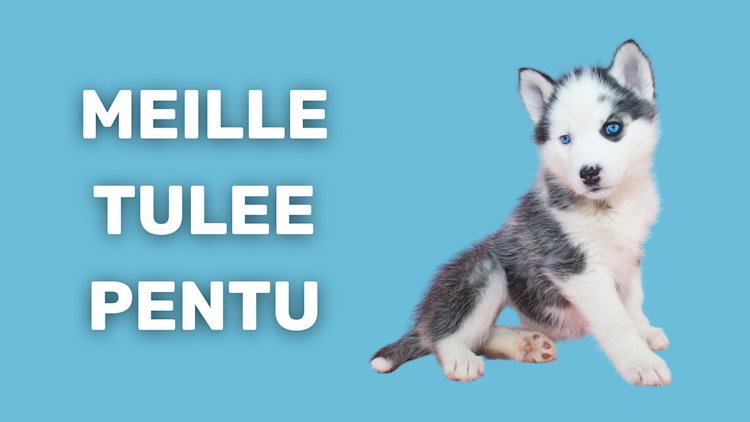 Meille tulee pentu
