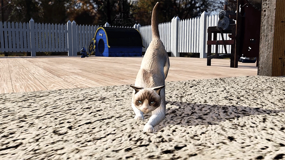 F76 S22 Ragdoll Cat