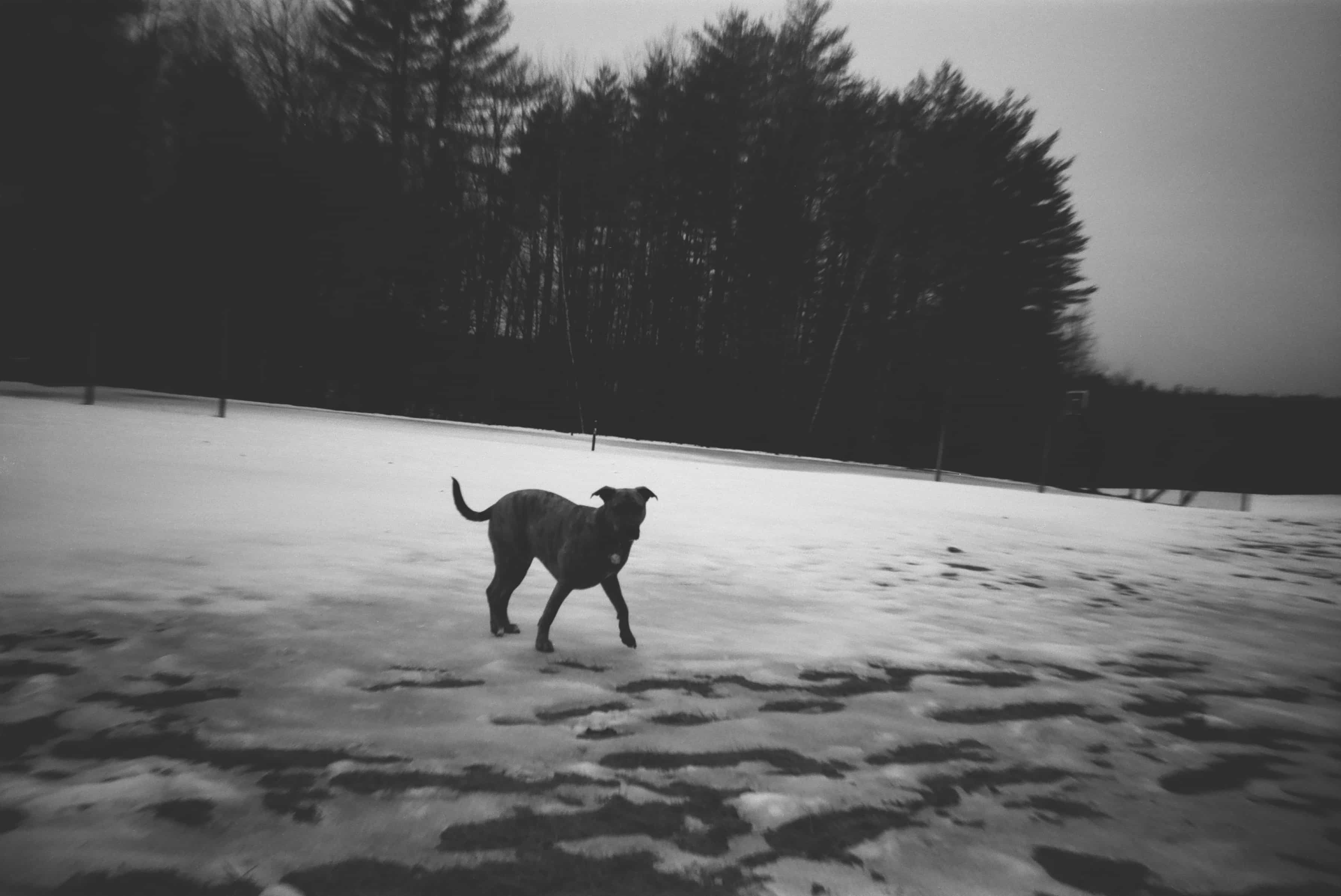 A dog walking in the snow.