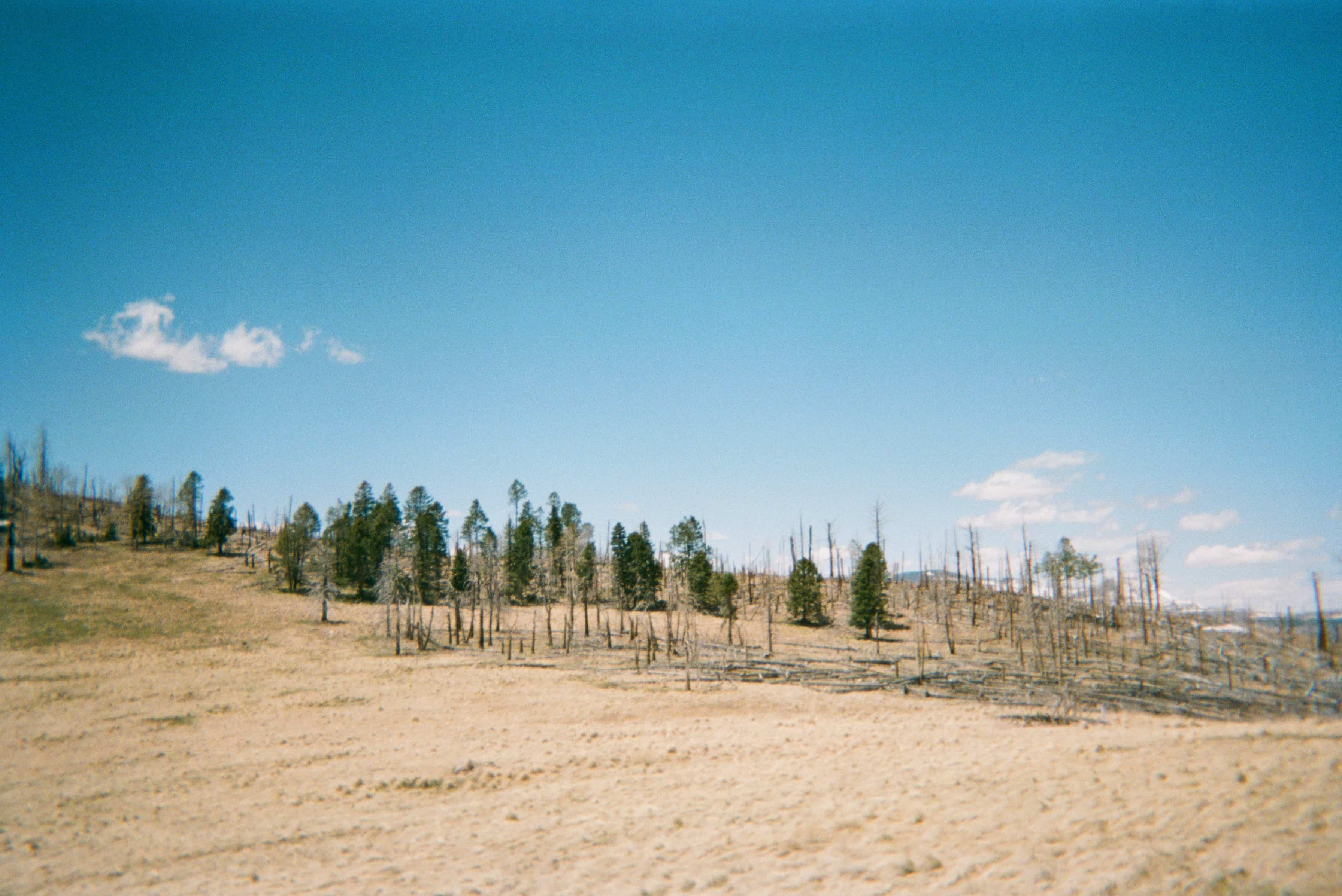 A field of trees with blue sky.