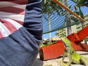 Iguana Pal