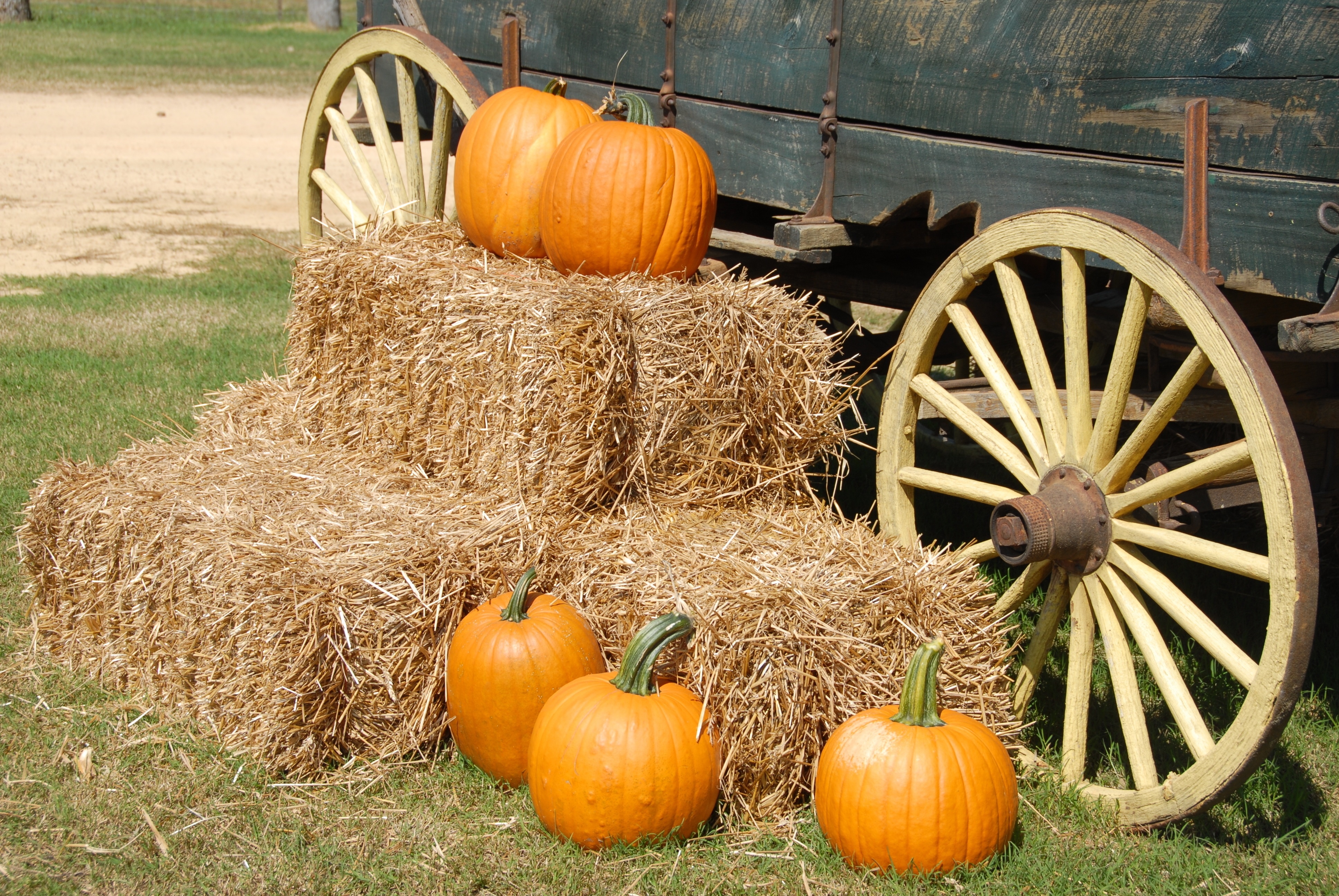 pumpkins-1572854.jpg