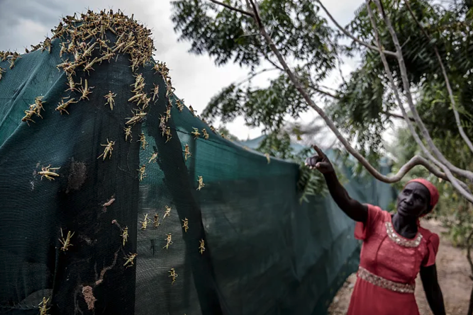 Hopper bands of desert locust infesting a farm in Nakukulas, Turkana County, Kenya on June 7, 2020, Nakukulas, Kenya. ©FAO/Luis Tato