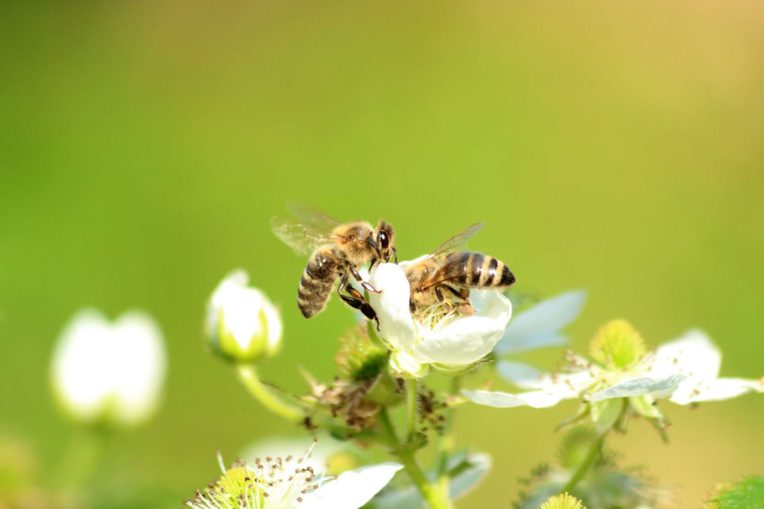 World Bee Day 2023: Time for sustainable solutions to tackle locust upsurges