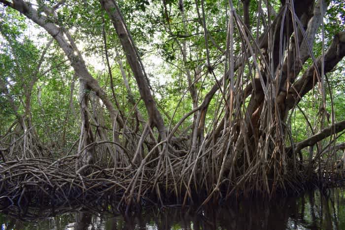 eba_mangrove