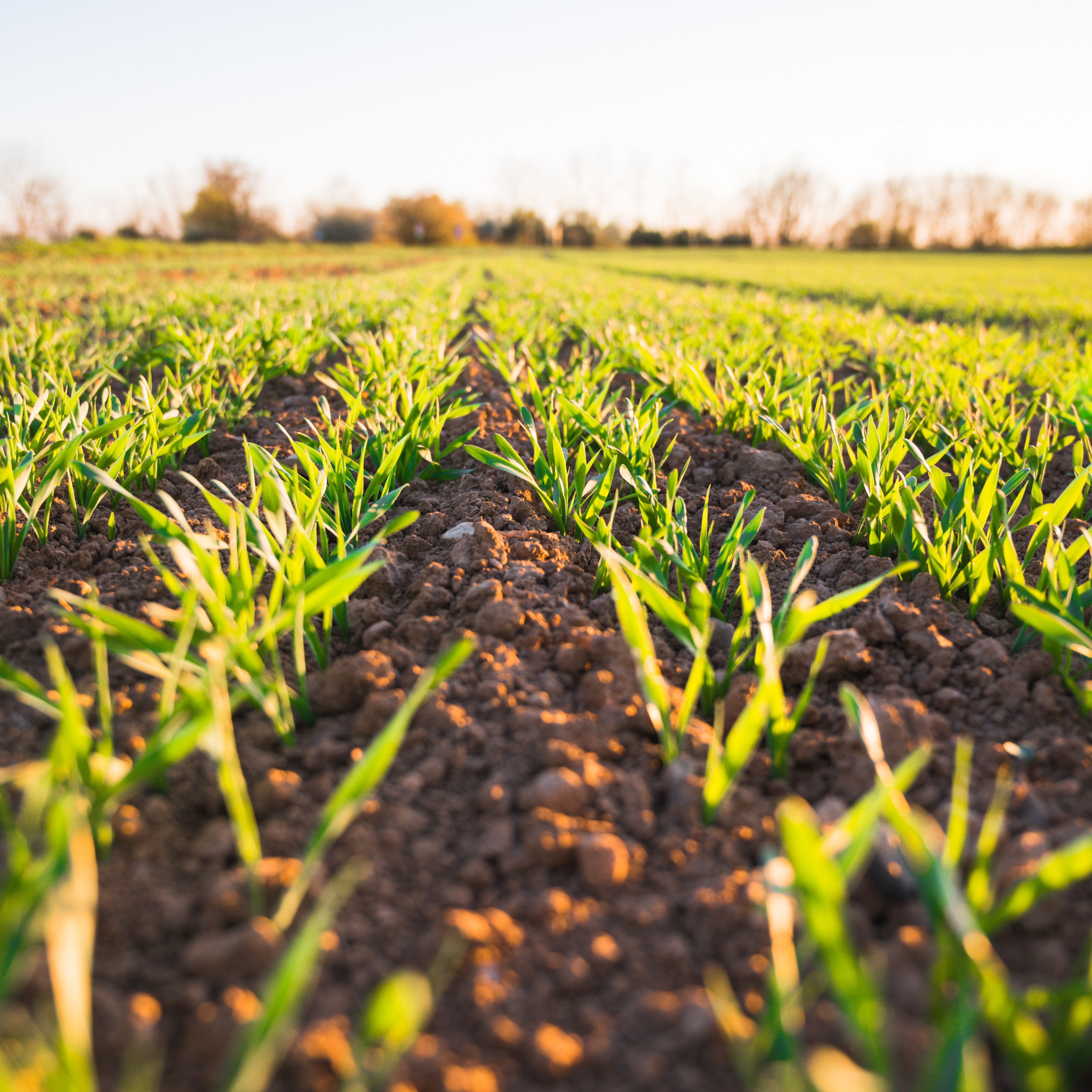 European Sustainable Agriculture Dialogue