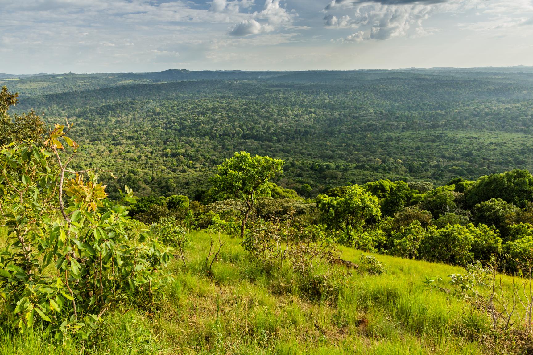 Responsible Land Governance in Land Degradation Neutrality Programmes: Insights from Malawi